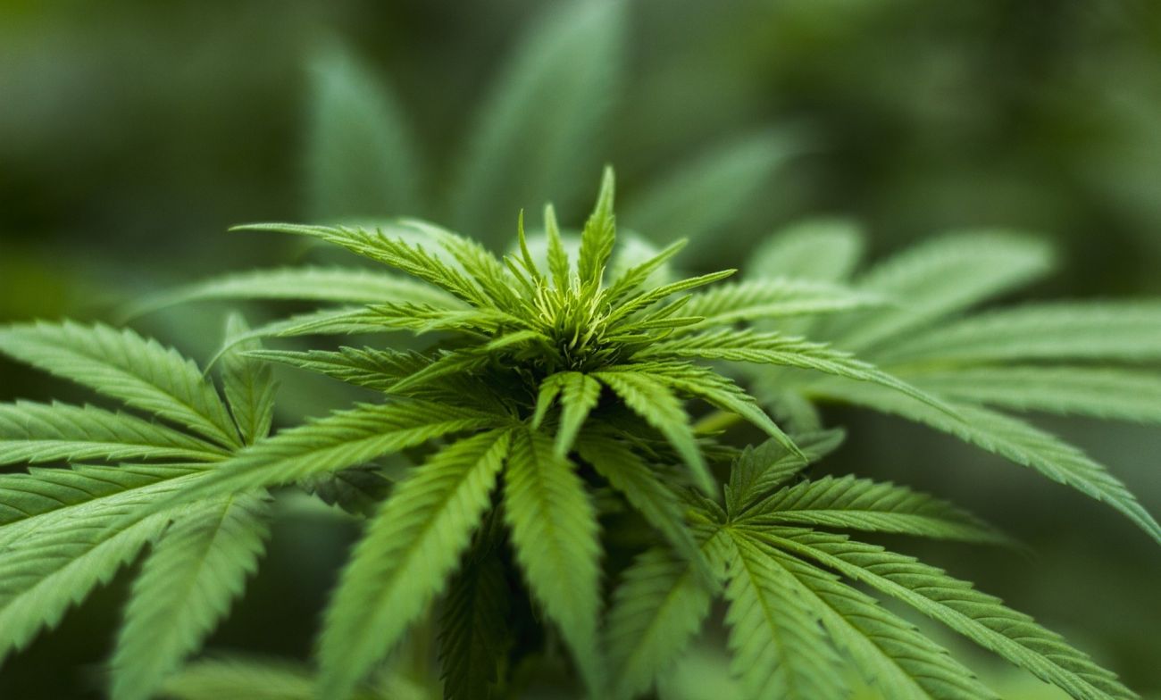 Cannabis